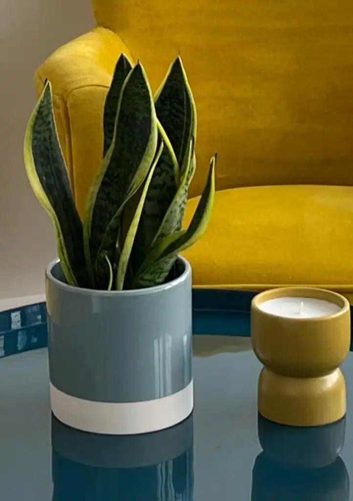 Sansevieria en pot céramique sur une table laquée devant un fauteuil jaune, projet Doméka