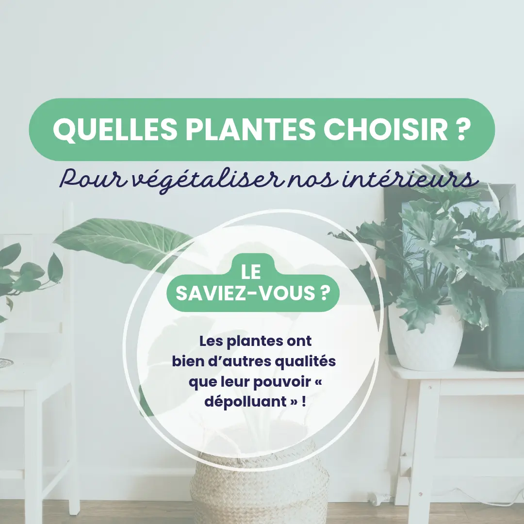 Végétaliser son intérieur : quelles plantes choisir ? Les plantes ont bien d’autres qualités que leur pouvoir dépolluant